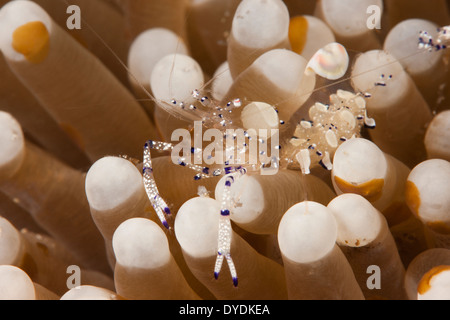 Grazioso Anemone Gamberetti (Ancylomenes venustus) su un anemone in Lembeh strait off Nord Sulawesi, Indonesia. Foto Stock