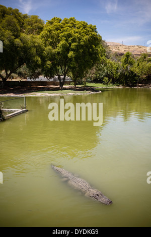 La fattoria di coccodrilli a Hamat Gader, Golan, Israele. Foto Stock