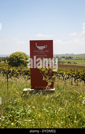 Vigneto in alture del Golan, Israele. Foto Stock