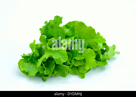 Lattuga foglia di quercia (Lactuca sativa), in studio Foto Stock