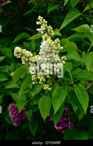 Syringa vulgaris vesale comuni di lilla. Foto Stock