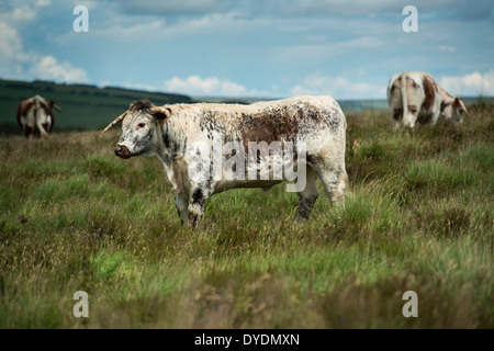 Inglese longhorn il pascolo di bestiame su Exmoor, REGNO UNITO Foto Stock