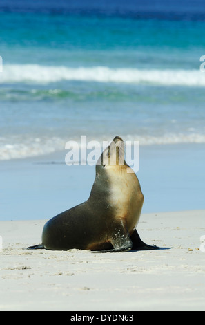 Australian Sea Lion (Neophoca cinerea), Kangaroo Island, Sud Australia, SA, Australia Foto Stock