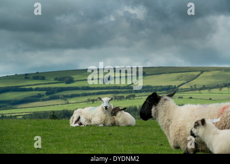 Pecore al pascolo su terreni agricoli rurale su Exmoor, REGNO UNITO Foto Stock