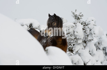 Wild Exmoor pony in inverno la neve su Exmoor Foto Stock