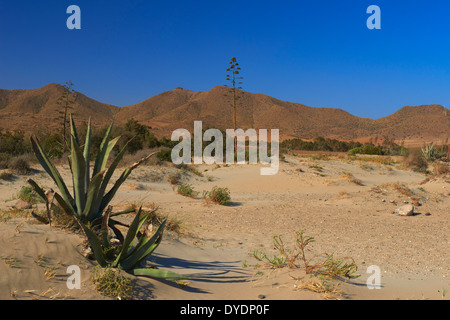 Los Genoveses beach, Genoveses Cove, Ensenada de los Genoveses, Cabo de Gata-Nijar Parco naturale e riserva della biosfera, Almeria Foto Stock