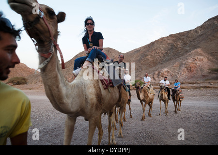 Cammelli safari nel deserto, Eilat, regione Negev, Israele. Foto Stock