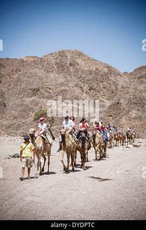 Cammelli safari nel deserto, Eilat, regione Negev, Israele. Foto Stock