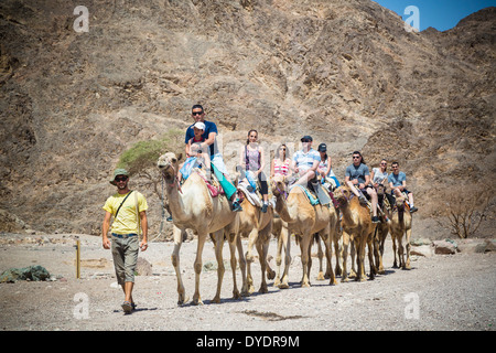 Cammelli safari nel deserto, Eilat, regione Negev, Israele. Foto Stock