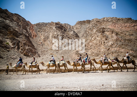 Cammelli safari nel deserto, Eilat, regione Negev, Israele. Foto Stock