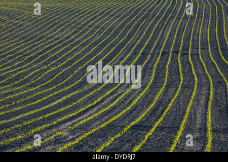 Righe di granoturco / mais (Zea mays) piantine che crescono in campo in primavera Foto Stock