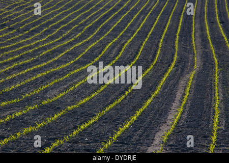 Righe di granoturco / mais (Zea mays) piantine che crescono in campo in primavera Foto Stock