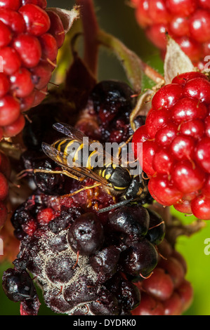 Wasp comune (Vespula vulgaris) alimentazione su bacche mature di blackberry bush (Rubus cultivar) in giardino Foto Stock