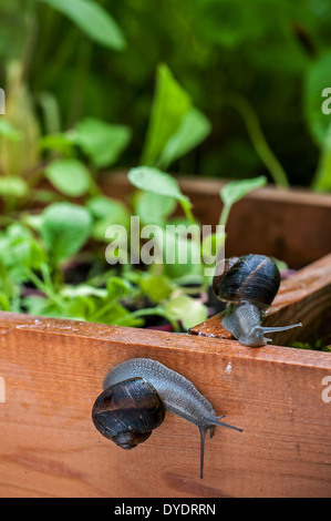 Giardino in comune le lumache (Helix Aspersa / Cornu aspersum / Cryptomphalus aspersus) razzia orto Foto Stock