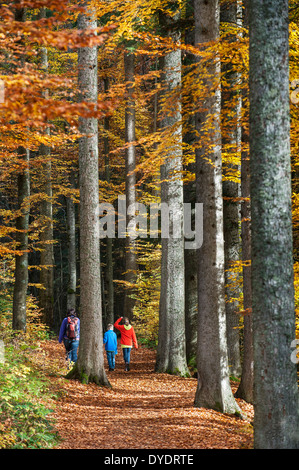 Famiglia con bambini camminando lungo il sentiero nel bosco di latifoglie con faggi che mostra fogliame in Autunno colori Foto Stock