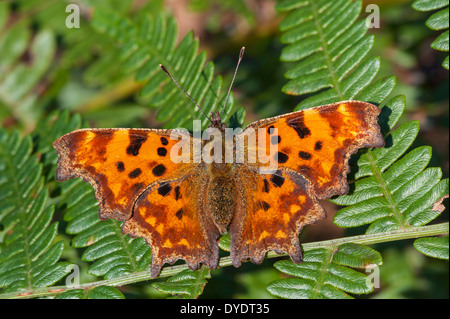 Virgola butterfly (Polygonia c-album) prendere il sole sulle fern con ali stese in autunno Foto Stock