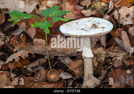 Falsa morte cap / Cedro (Amanita Amanita citrina Amanita / mappa) sul suolo della foresta in autunno Foto Stock