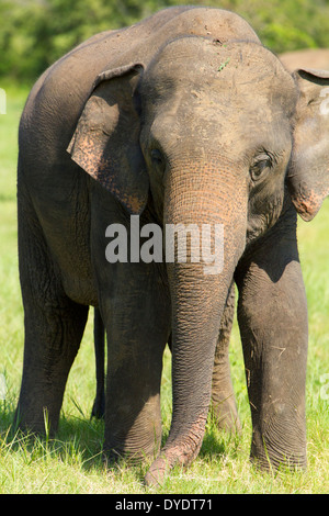 Gli elefanti selvatici nel parco nazionale Yala, Sri Lanka 14 Foto Stock