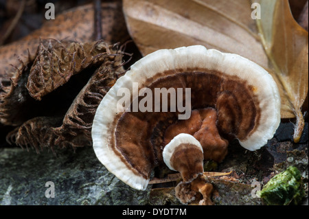 La Turchia coda / molte zone Polypore / staffa Turkeytail fungo (Trametes versicolor / Coriolus versicolor / Polyporus versicolor) Foto Stock