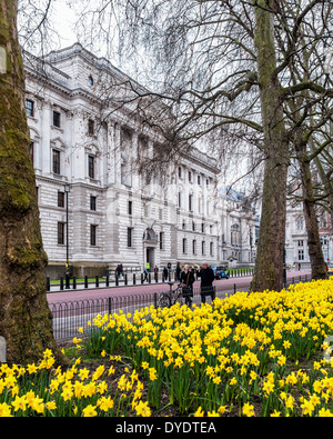 HM Treasury, economico e il ministero delle finanze del governo britannico e narcisi in St James Park, London, Regno Unito Foto Stock