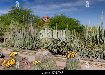 Desert Botanical Gardens, Phoenix, Arizona, Stati Uniti d'America Foto Stock