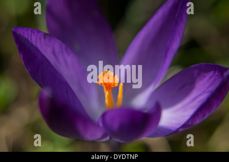 Crocus Tommasinianus viola fiore di primavera Foto Stock