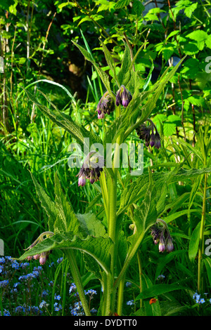 Comfrey russo (Symphytum uplandicum) in un giardino in maggio. Foto Stock