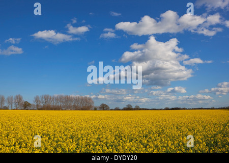 Giallo raccolto di colza in pieno fiore con una fila di alberi di pioppo sotto un azzurro cielo molto nuvoloso in primavera Foto Stock