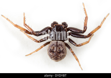 Maschio ragno granchio Coriarachne depressa, parte della famiglia Thomisidae - crab ragni, isolati su sfondo bianco. Foto Stock