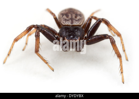 Maschio ragno granchio Coriarachne depressa, parte della famiglia Thomisidae - crab ragni, isolati su sfondo bianco. Foto Stock