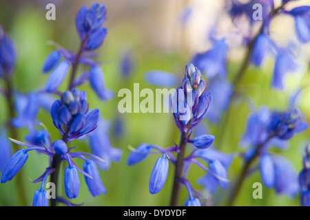 Bluebells colorati in un giardino inglese in primavera Foto Stock