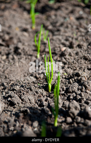 Onion germogli che scaturiscono da un patch di vegetali in primavera Foto Stock