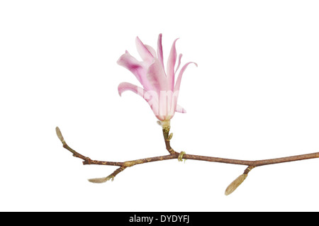 Magnolia stellata ramo di fiori e boccioli isolata contro bianco Foto Stock