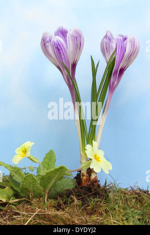 Fiori di Primavera, primule e viola crocus crescendo in erba e muschio contro un cielo blu con torbida bianca nuvola Foto Stock