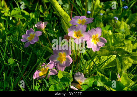 Primula (Primula vulgaris) in piena fioritura a molla in un giardino ("Potager de Suzanne', Le Pas, Mayenne, Paese della Loira, Francia. Foto Stock