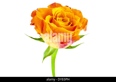 Primo piano della arancione rosa fiore isolato su sfondo bianco con tracciato di ritaglio Foto Stock