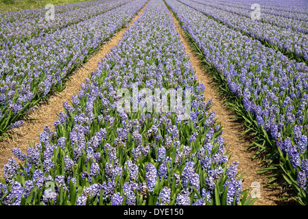 Righe di giacinti su flowerfield nei Paesi Bassi Foto Stock