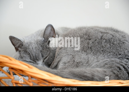 British gatto blu dormire in un cestello Foto Stock