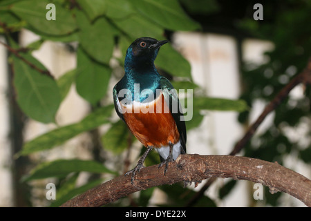 Superbo East-African Starling ( Lamprotornis superbus) Foto Stock