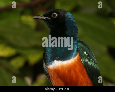 Superbo East-African Starling ( Lamprotornis superbus) Foto Stock