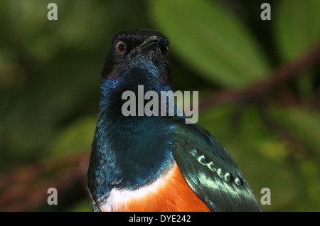 Superbo East-African Starling ( Lamprotornis superbus) Foto Stock