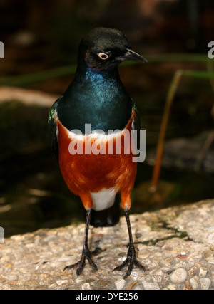 Superbo East-African Starling ( Lamprotornis superbus) Foto Stock