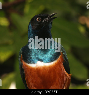 Superbo East-African Starling ( Lamprotornis superbus) Foto Stock