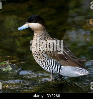 Silver Teal (Anas versicolor) Foto Stock