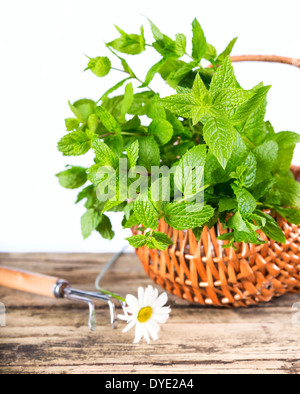 La menta e daisy fiore su sfondo bianco Foto Stock