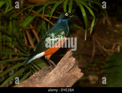 Superbo East-African Starling ( Lamprotornis superbus) Foto Stock