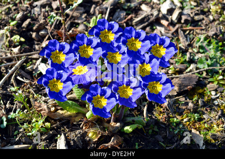 Primula 'Crescendo sfumature di blu" Foto Stock