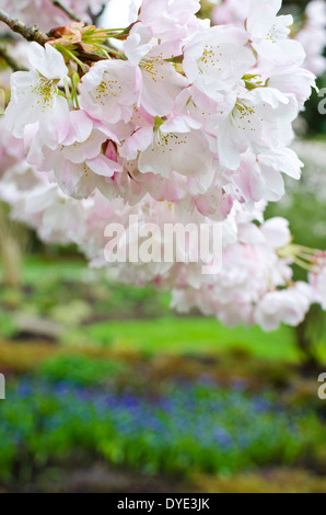 Soft bianca e rosa fiori di ciliegio closeup alla fine di un ramo, altre blu fiori di primavera in background. Nel Parco di Stanley Foto Stock