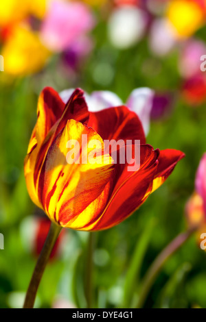 Rosso e Giallo Tulip Flower a campi di tulipani Closeup Macro Foto Stock