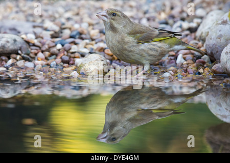 Una femmina di Verdone (Chloris chloris) bevendo al bordo della piscina Foto Stock